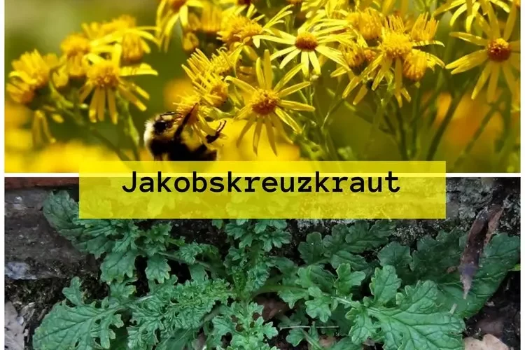 Jakobskreuzkraut bekämpfen und erkennen