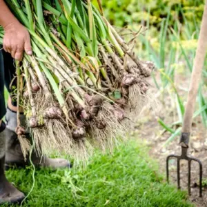 Knoblauch ernten - Wann und wie?