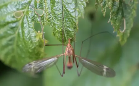 Können Schnaken stechen oder beißen - Das fressen die Insekten in Wahrheit