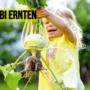 Kohlrabi ernten: Wann ist er reif und woran können Sie erkennen, dass das Gemüse reif ist?