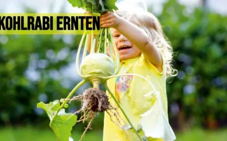 Kohlrabi ernten: Wann ist er reif und woran können Sie erkennen, dass das Gemüse reif ist?