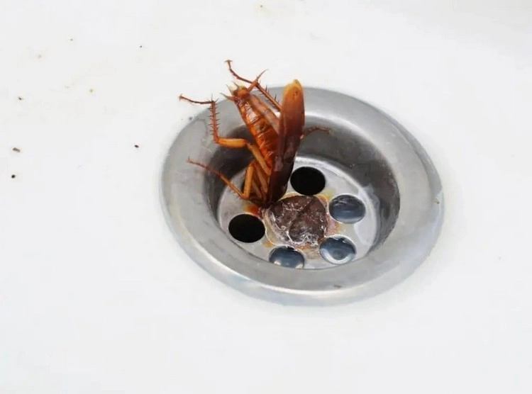 Laufende Rohre und Wasserhähne sind häufige Anziehungspunkte für Kakerlaken