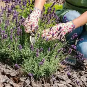 Lavendel richtig schneiden im Juli und August