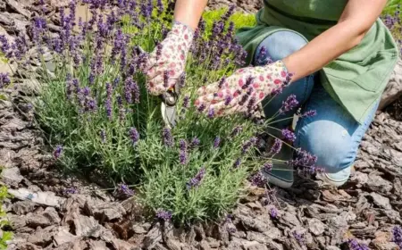 Lavendel richtig schneiden im Juli und August