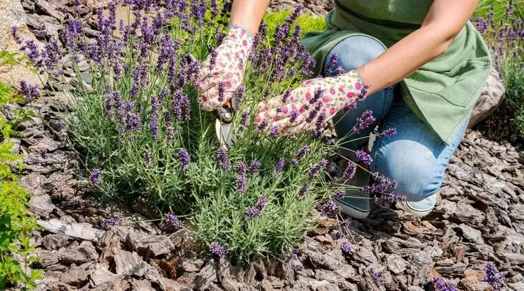 Lavendel richtig schneiden im Juli und August