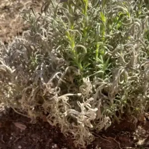 lavendel vertrocknet wie kann man ihn retten