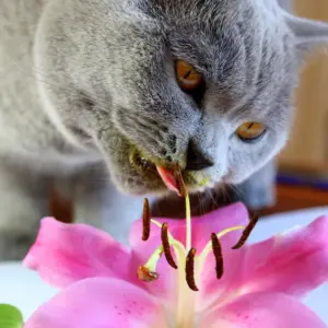 lilien stehen bei katzen auf der liste der unerwünschten pflanzen im garten