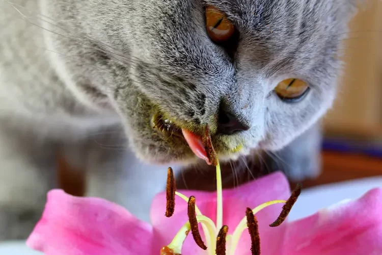 lilien stehen bei katzen auf der liste der unerwünschten pflanzen im garten