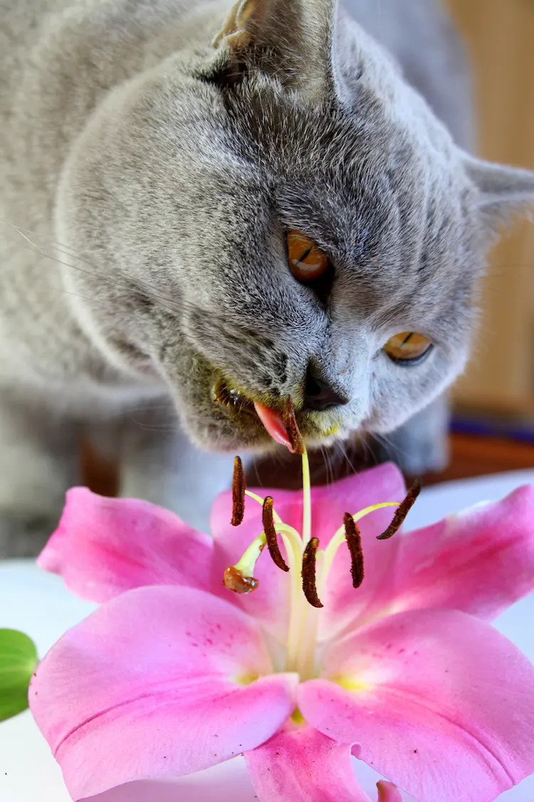 lilien stehen bei katzen auf der liste der unerwünschten pflanzen im garten