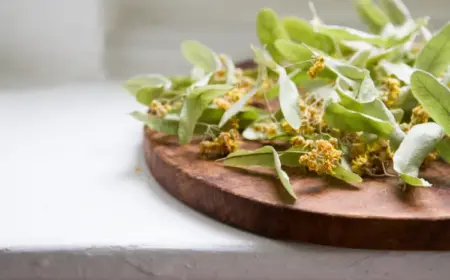 lindenblüten ernten und trocknen tipps wofür lindenblüten verwenden