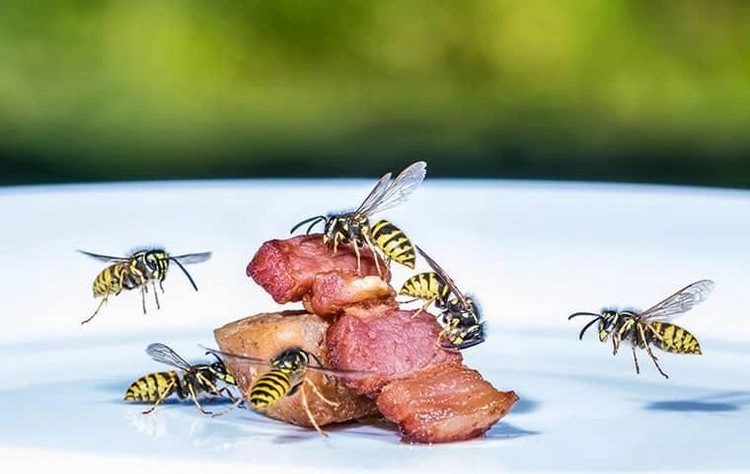 Locken Sie Wespen mit einem Stück Rohfleisch vom Pool weg