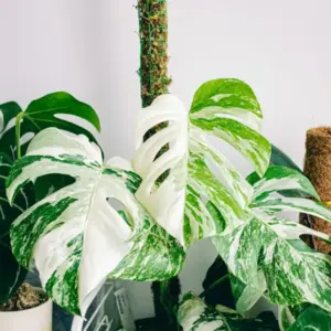 Moosstab selber machen für kletternde Zimmerpflanzen