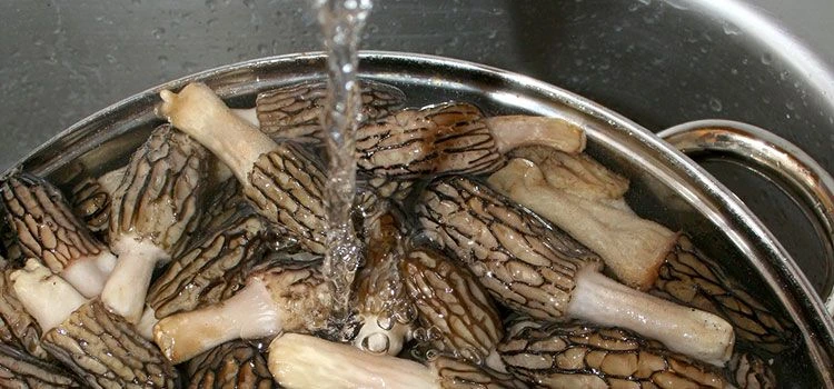 Morcheln in kaltem Wasser waschen