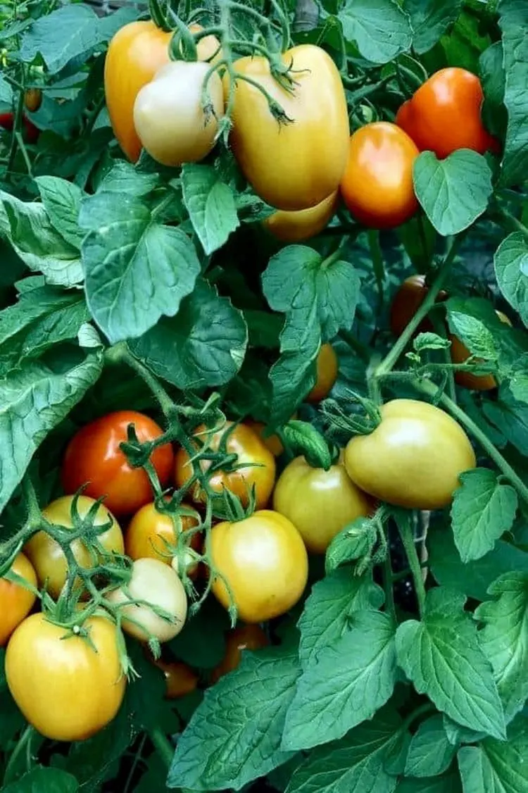 Niedrige Temperaturen verlangsamen die Reifung der Tomaten