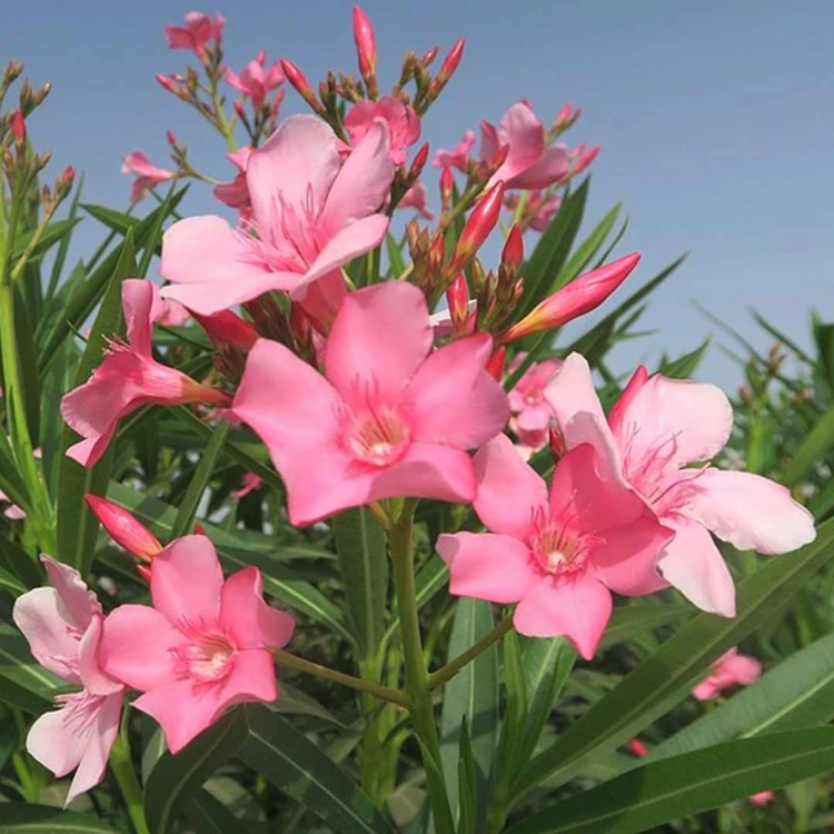 oleander zum blühen bringen mit den richtigen pflegemaßnahmen eine blütenpracht im sommer genießen!