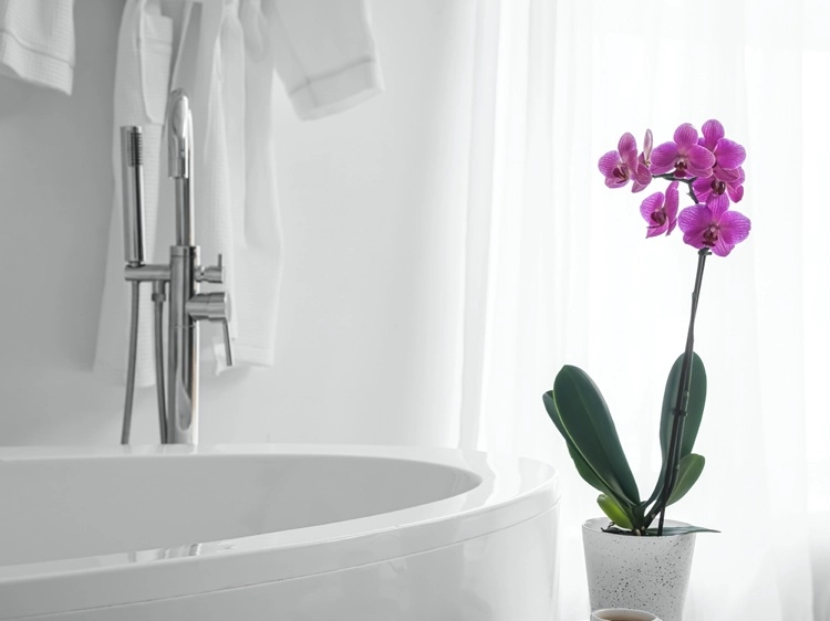 Orchidee duschen im Badezimmer - ja oder nein
