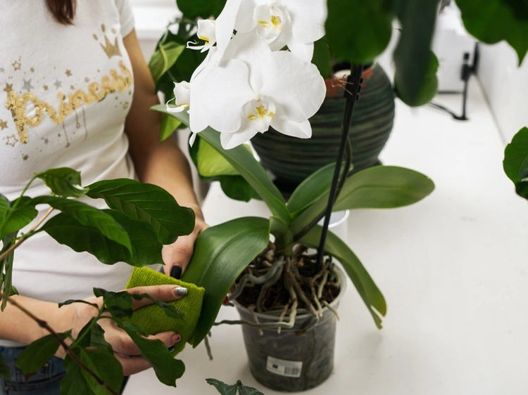 Orchideen-Blätter abwischen und abtrocknen