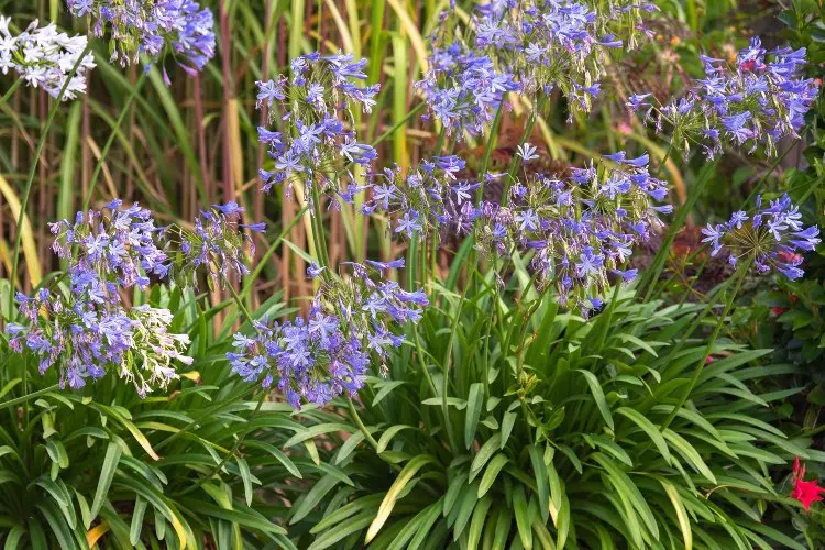 pflege nach dem schnitt zweite blüte fördern