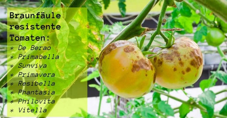 Resistente Tomatensorten wählen