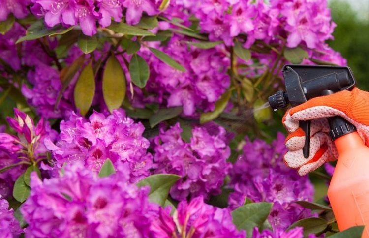 Rhododendron gegen Zikaden mit Essig besprühen