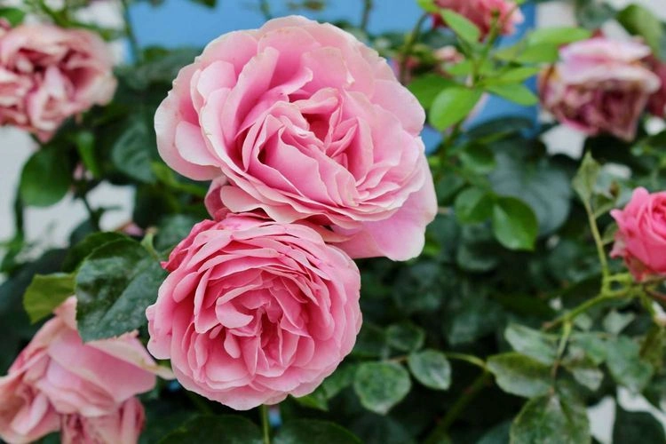 Rosen düngen im Juli mit natürlichen Stoffen - Mulch als Rosendünger