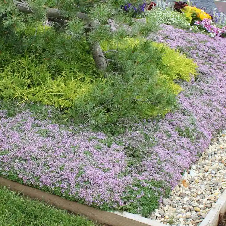 Sand-Thymian im Garten als Bodendecker