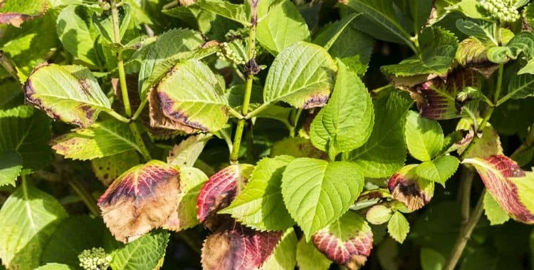 Schädlinge und Pilzkrankheiten verursachen hängende Blätter bei Hortensien