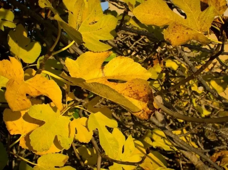 Schädlinge verursachen Stress für die Feige und können zu einer Vergilbung der Blätter führen
