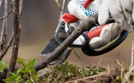 schwarze johannisbeeren schneiden die richtigen schnittmethoden am besten zeitpunkt einsetzen