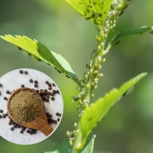 Schwarzer Pfeffer gegen Schädlinge im Garten