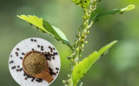 Schwarzer Pfeffer gegen Schädlinge im Garten