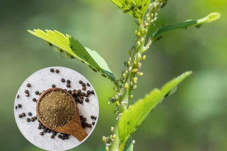 Schwarzer Pfeffer gegen Schädlinge im Garten