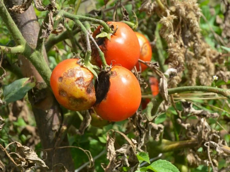 Sind Tomaten mit Braunfäule essbar?