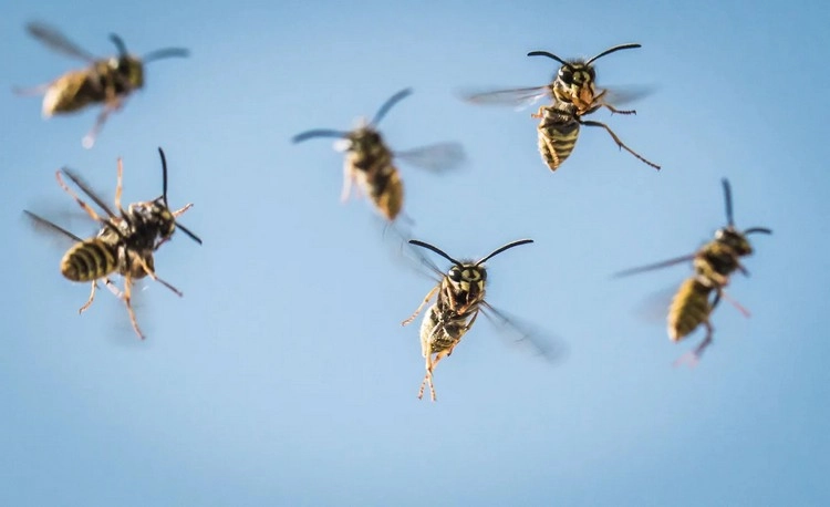 Sind Wespen unter Naturschutz in Deutschland