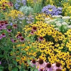 sommerblumen und stauden im garten schneiden