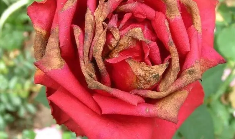 Sonnenbrand an Rosen identifizieren und was kann man tun