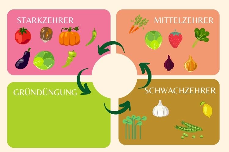 Starkzehrer und Schwachzehrer und Mittelzehrer im Gemüsegarten Tipps