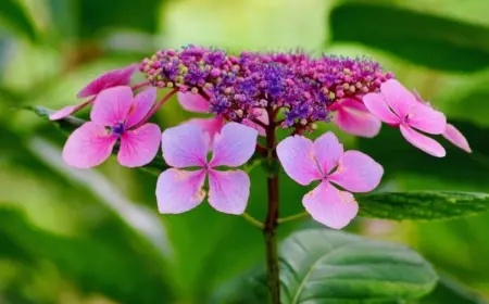 Tellerhortensie Pflege - Mit diesen Tipps genießen Sie jahrelang eine üppige Blüte