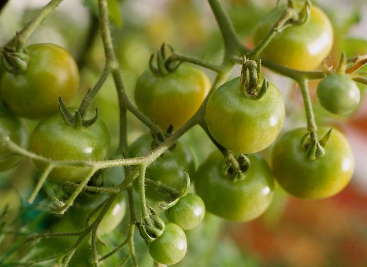 Tomaten bleiben grün aufgrund von einer Überdüngung mit Stickstoff