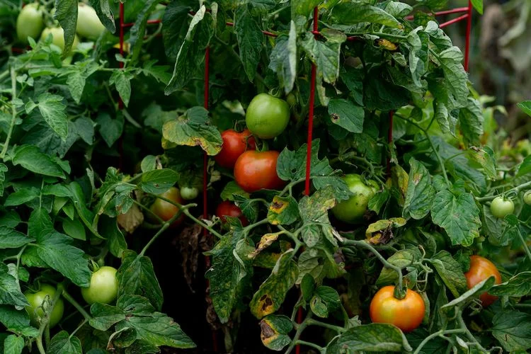 Tomaten reifen nicht, wenn die Pflanze überwuchert ist