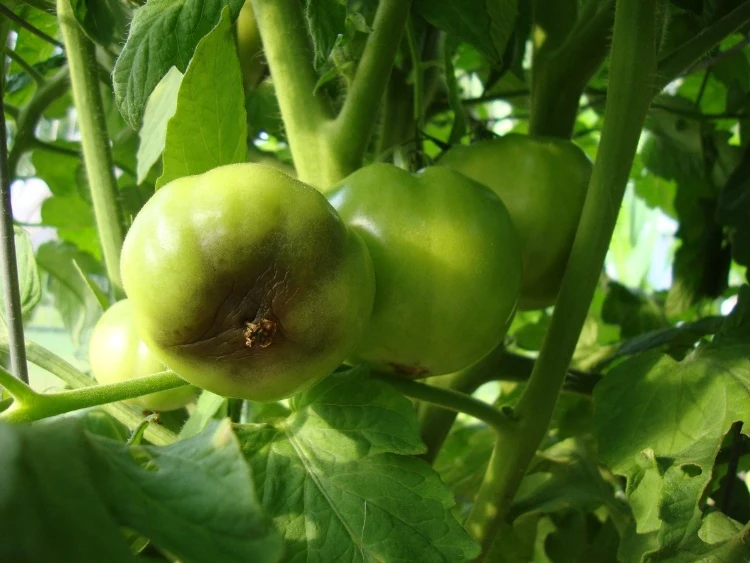 tomaten verfaulen an der pflanze was tun
