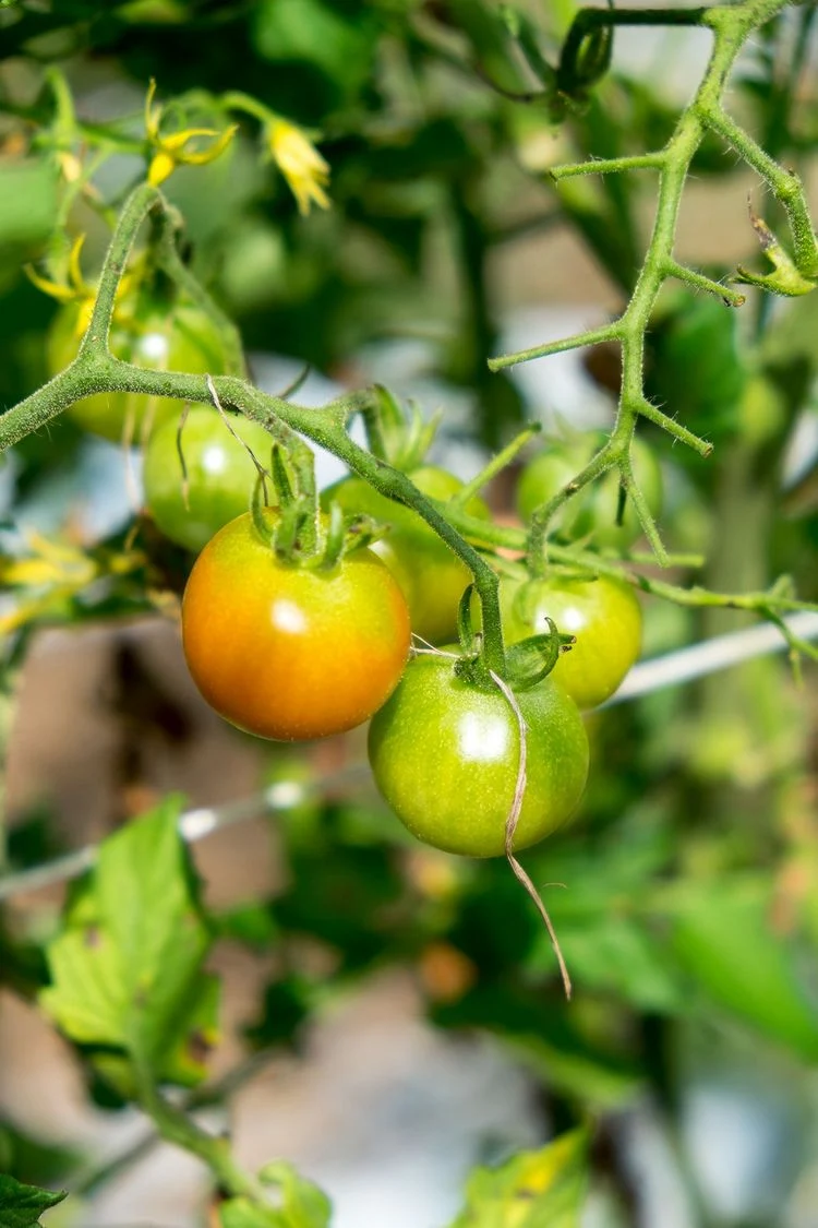 Tomaten vertragen die Hitze nicht und werden nicht rot