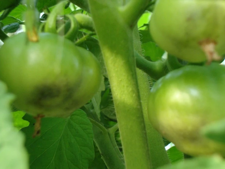 tomaten welken bevor sie reif werden