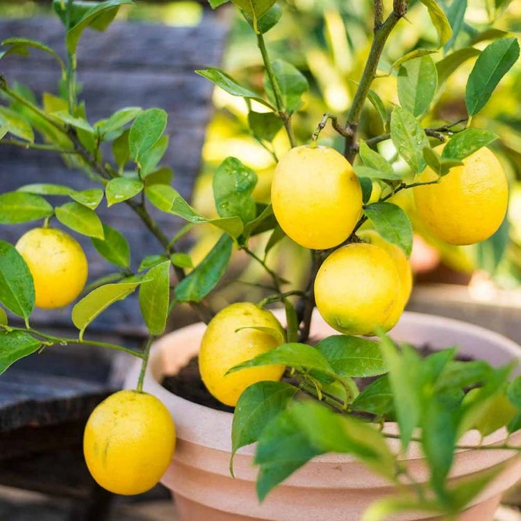 Topfpflanzen richtig bewässern und pflegen bei der Hitze - Zitronenbaum