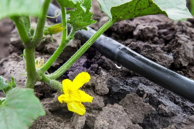 Tropfbewässerung Zucchini installieren bei Hitze Anleitung