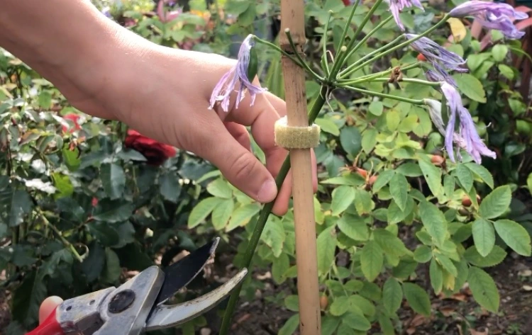 verblühte Blumen im August zweites Mal blühen
