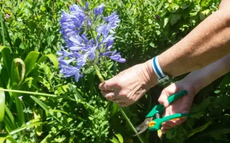 verwelkte Blüten abschneiden Schmucklilie