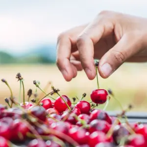 von den zahlreichen gesunheitlichen vorteilen von sauerkirschen im sommer profitieren