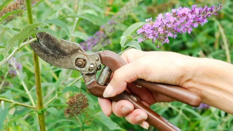 Wann Schmetterlingsflieder schneiden - Während und nach der Blütezeit Verblühtes entfernen