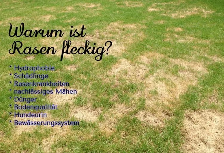 Warum ist Rasen fleckig?